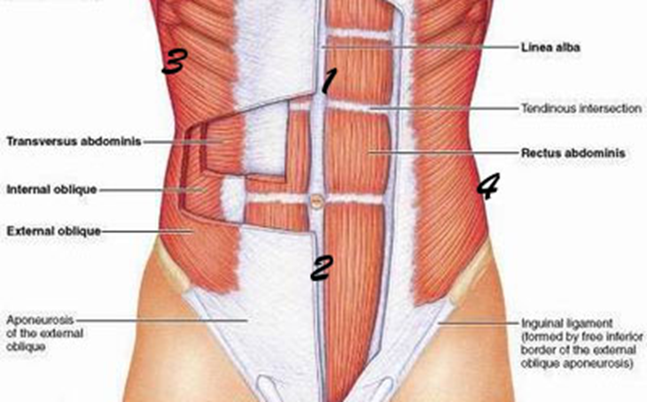 pared-abdominal-y-musculos